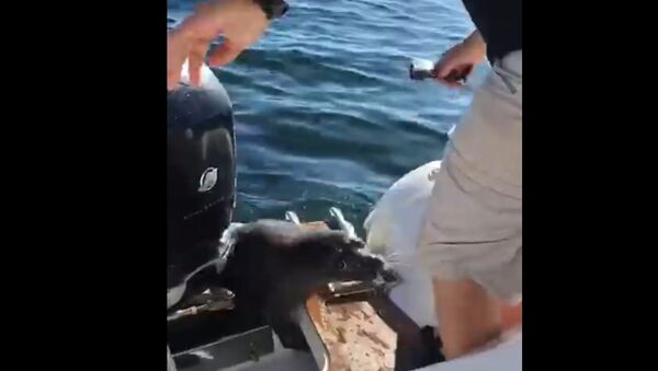 Orcas hunting! seal jumps in the boat - Sputnik International