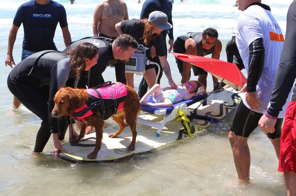 Surf dog Ricochet - Sputnik International