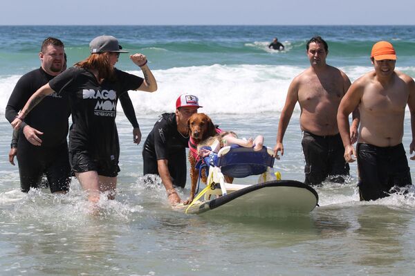 Surf dog Ricochet  - Sputnik International