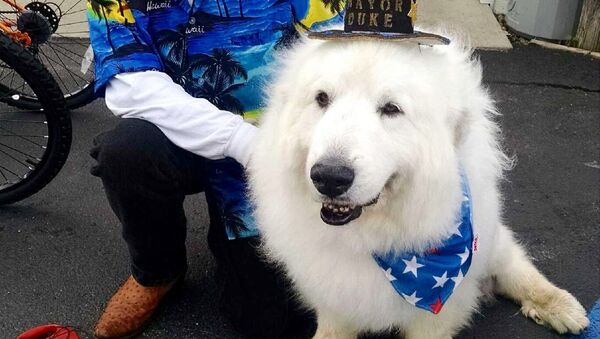 Dog Becomes Mayor - Sputnik International