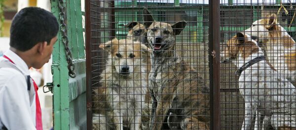 An Indian school student looks at stray dogs inside a cage on the back of a truck An Indian school student looks at stray dogs inside a cage on the back of a truck - Sputnik International