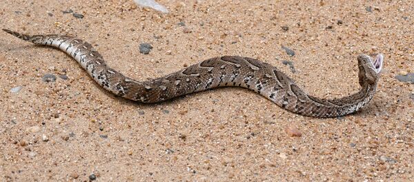 Puff Adder Puff Adder - Sputnik International