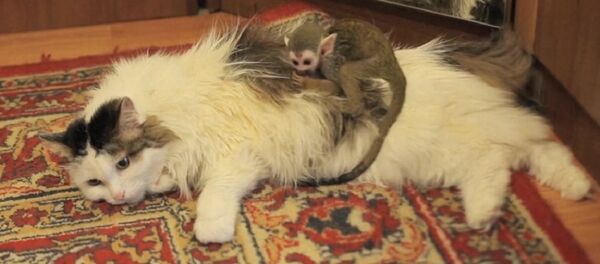 Cat and monkey - Sputnik International