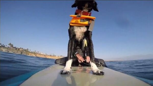 Puppy Goes Surfing for the First Time - Sputnik International