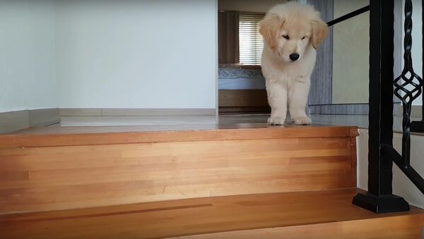 Puppy Lays down at the Top of Stairs - Sputnik International