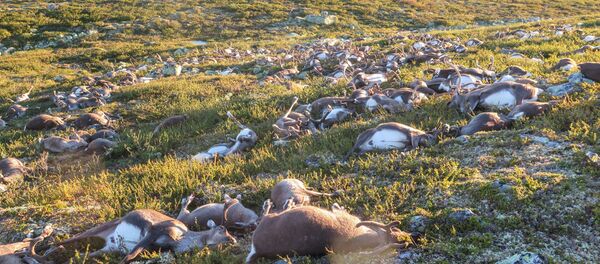 Dead wild reindeer are seen on Hardangervidda in Norway, after lightning struck the central mountain plateau and killed more than 300 of them, in this handout photo received on August 28, 2016 Dead wild reindeer are seen on Hardangervidda in Norway, after lightning struck the central mountain plateau and killed more than 300 of them, in this handout photo received on August 28, 2016 - Sputnik International