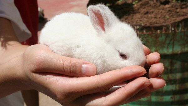 White rabbit  - Sputnik International