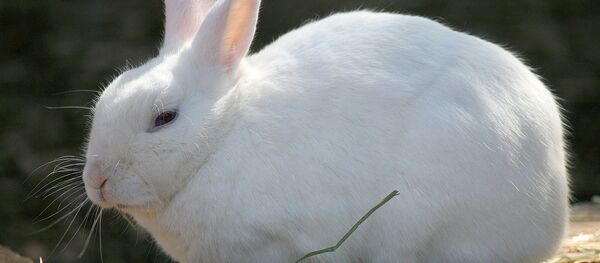 Rabbit Rabbit - Sputnik International
