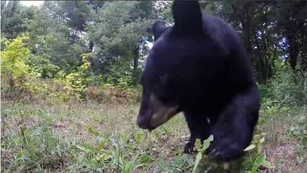 Family of Black Bears Take Interest in GoPro - Sputnik International