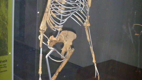 Australopithecus afarensis (Lucy), replica (Nachbildung) Location: Senckenberg-Museum, Frankfurt am Main (Germany)  - Sputnik International