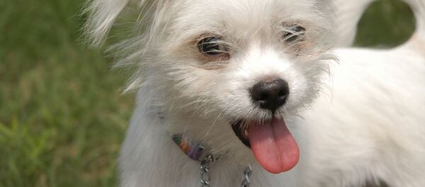 Dog - Sputnik International