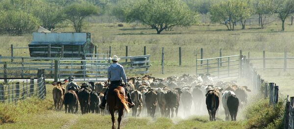 King Ranch cowboy, Lyn Lamon, is shown moving cattle out the feeding pens into a pasture on the King Ranch, near Kingsville, Texas, Dec. 10, 2004 King Ranch cowboy, Lyn Lamon, is shown moving cattle out the feeding pens into a pasture on the King Ranch, near Kingsville, Texas, Dec. 10, 2004 - Sputnik International