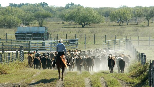 King Ranch cowboy, Lyn Lamon, is shown moving cattle out the feeding pens into a pasture on the King Ranch, near Kingsville, Texas, Dec. 10, 2004 - Sputnik International