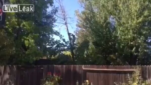 Neighbor's Tree Cut Fail - Sputnik International