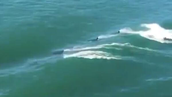 Orcas escorting a ship - Sputnik International
