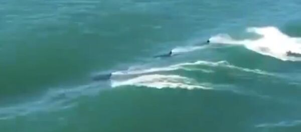 Orcas escorting a ship - Sputnik International