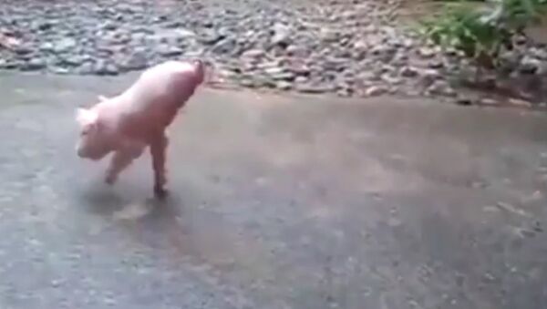 Amazing piglet born with no back legs gets around by doing HANDSTANDS - Sputnik International