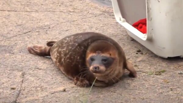 Tiny Seal Refuses to Return to the Wild - Sputnik International