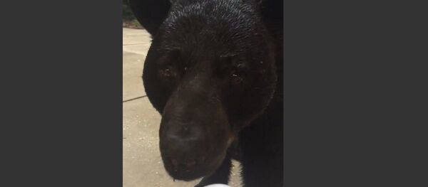 Face-to-Face With Monster Black Bear - Sputnik International