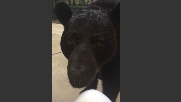 Face-to-Face With Monster Black Bear - Sputnik International