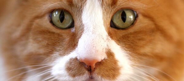 Cat Ripper in Croydon is an Alien - Sputnik International