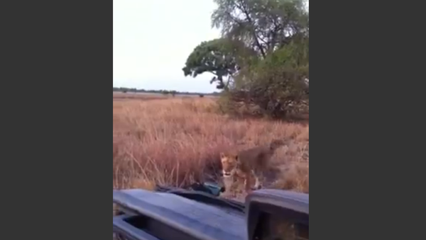 Lion Pays Tourists a Visit in National Park - Sputnik International