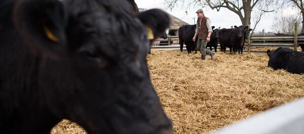 British farmer Tony Bulgin walks through an enclosure of cows on his farm in Thetford, Norfolk, south east England, on March 22, 2016 - Sputnik International