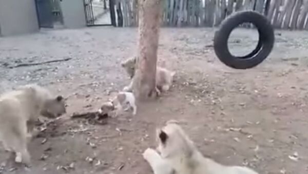 Cute puppy vs 3 lions | Who is the beast? - Sputnik International
