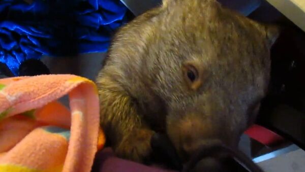 Funny Wombat Steals Owner's Glove - Sputnik International