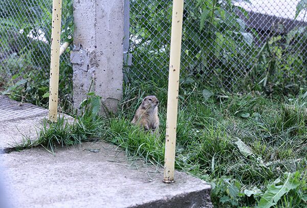 A ground squirrel is seen on the territory of the Electrochemical Plant in Zelenogorsk A ground squirrel is seen on the territory of the Electrochemical Plant in Zelenogorsk - Sputnik International