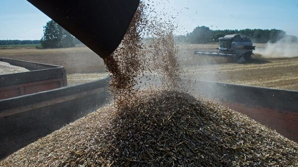 Wheat harvest in Omsk Region - Sputnik International