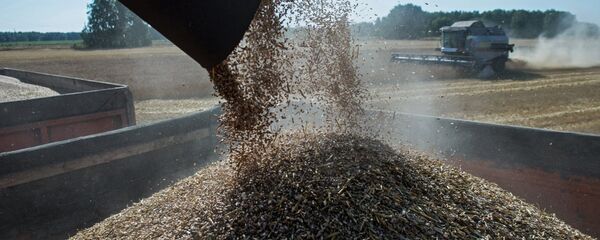 Wheat harvest in Omsk Region Wheat harvest in Omsk Region - Sputnik International
