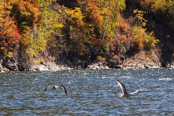 From Now On Any Russian Can Be Modern Frontiersman to Conquer Wild East From Now On Any Russian Can Be Modern Frontiersman to Conquer Wild East - Sputnik International