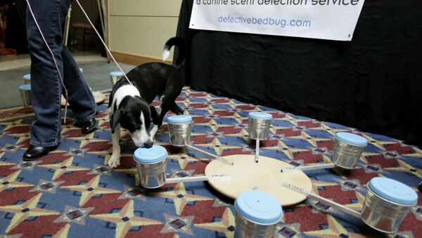 Bella, a 3-year-old beagle/border collie mix that works for Detective Bed Bug, a canine scent detection service, sniffs out a container with a bed bug in it, during the first North American Bed Bug Summit, Tuesday, Sept. 21, 2010, in Rosemont, Ill. - Sputnik International