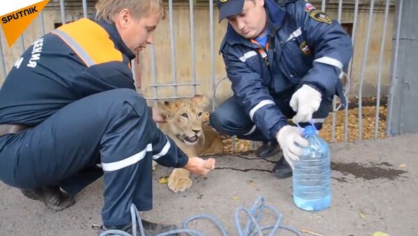 A Baby Lion Found in a Street of Russia's Ufa - Sputnik International