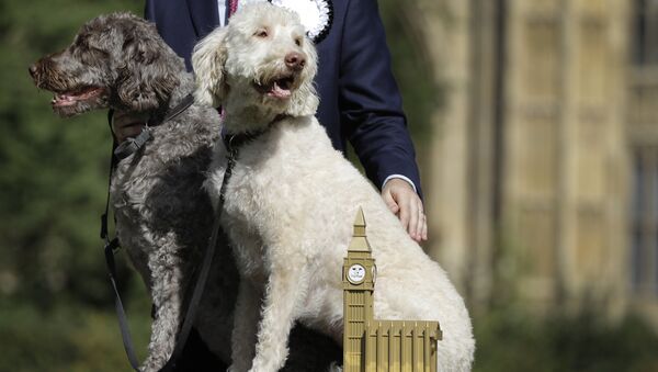 Jonathan Reynolds﻿ and his labradoodles Clinton, right, and Kennedy, left, pose for a picture after﻿ winning Westminster Dog of the Year competition, in London, Thursday, Sept. 8, 2016. - Sputnik International