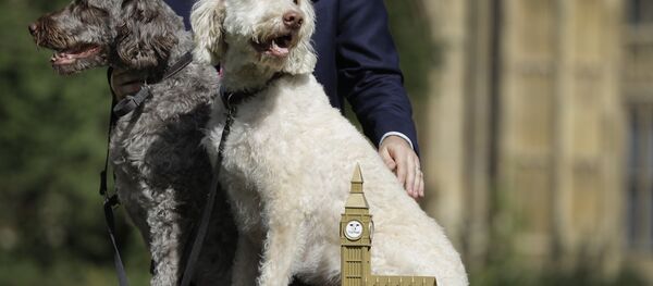 Jonathan Reynolds and his labradoodles Clinton, right, and Kennedy, left, pose for a picture after winning Westminster Dog of the Year competition, in London, Thursday, Sept. 8, 2016. Jonathan Reynolds and his labradoodles Clinton, right, and Kennedy, left, pose for a picture after winning Westminster Dog of the Year competition, in London, Thursday, Sept. 8, 2016. - Sputnik International