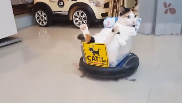 Funny Roomba Cat!!! Rides roomba hoover like a boss! - Sputnik International