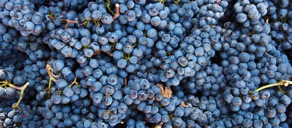 UPPA Winery in Crimea - Sputnik International