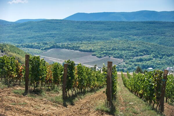 Paul Shvets' winery in Crimea. Paul Shvets' winery in Crimea. - Sputnik International