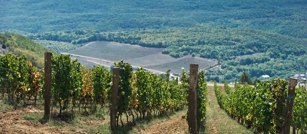 Paul Shvets' winery in Crimea. Paul Shvets' winery in Crimea. - Sputnik International