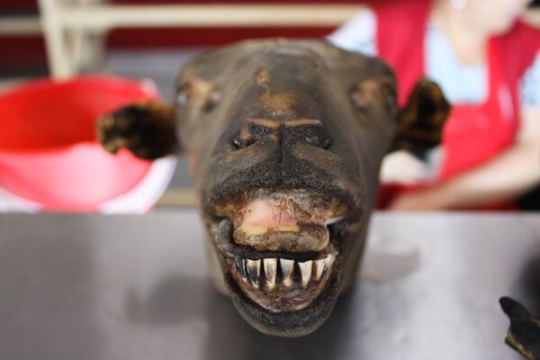 Ram’s head is frequently used in cooking in Central Asia, for instance for making a soup Ram’s head is frequently used in cooking in Central Asia, for instance for making a soup - Sputnik International