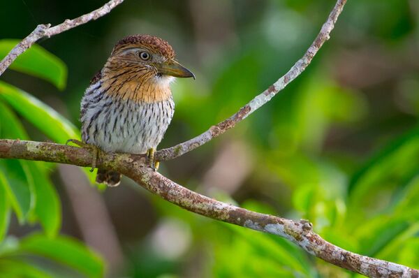 Nystalus obamai - Sputnik International