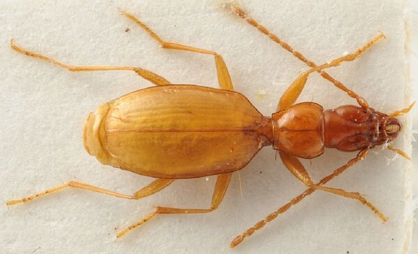 Anophthalmus hitle - Sputnik International