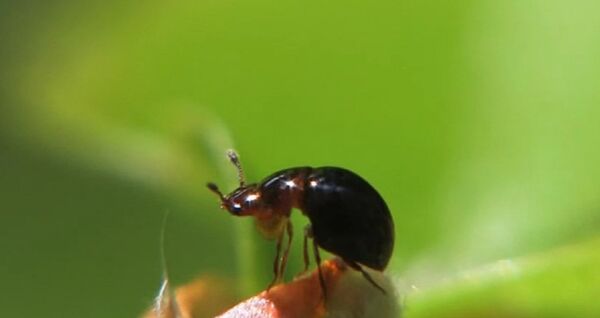Agathidium varians - Sputnik International