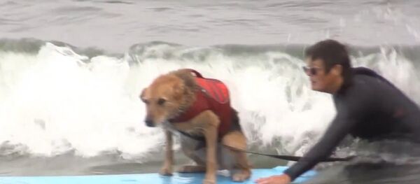 World Dog Surfing Championship Kicks Off In California World Dog Surfing Championship Kicks Off In California - Sputnik International