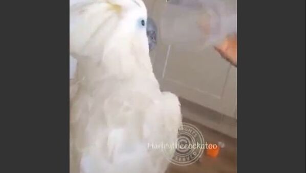 Confident Cockatoo Performs Funny Duet Using a Simple Cup - Sputnik International
