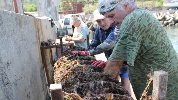 Employees of an oyster farm near Simeiz, Crimea, cheking oyster nets - Sputnik International
