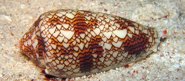 Conus textile Conus textile - Sputnik International