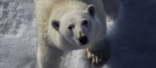 A polar bear - Sputnik International